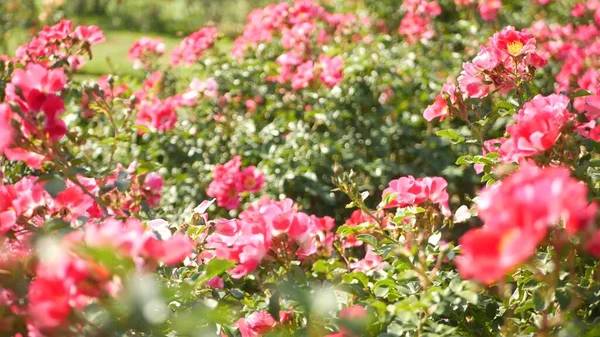 English Roses Garden Rosarium Floral Background Tender Flowers Blooming Honey — Stock Photo, Image