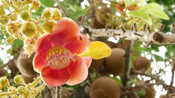 Egzotik Çiçekler Ağaç Tehlikeli Büyük Güçlü Yeşil Tropikal Gülle Güllesi — Stok fotoğraf