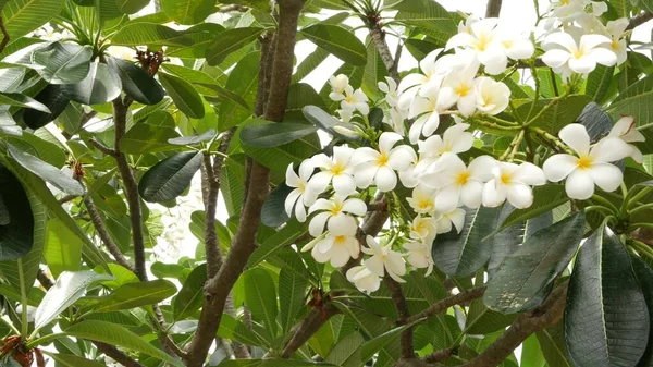 Veel Exotische Witte Bloemen Bloeiende Frangipani Plumeria Leelawadee Set Van — Stockfoto