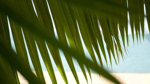 Tropisch Zandstrand Van Het Paradijselijke Eiland Groene Palmblad Met Uitzicht — Stockfoto