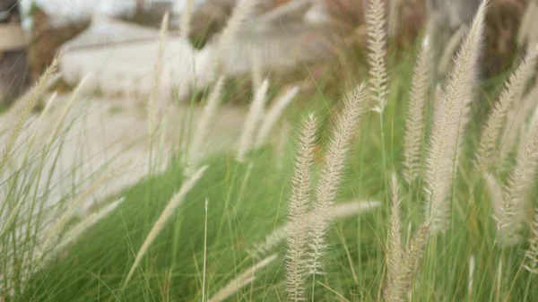 Hálós Retro Hipster Függőágy Lóg Kertben Magas Zöld Nappal Spikelets — Stock Fotó