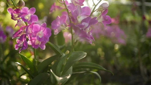 Schöne Lila Und Magenta Orchideen Die Auf Dem Verschwommenen Hintergrund — Stockfoto