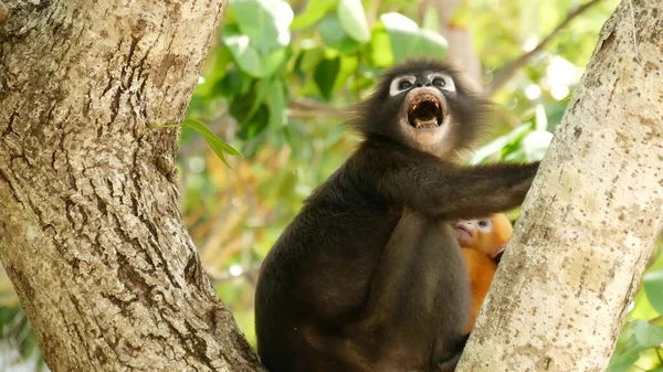 Niedliche Brillenblattaffe Auf Zweigen Inmitten Grüner Blätter Ang Thong Nationalpark — Stockfoto