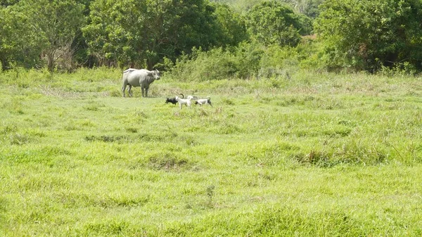 Side View Grey Healthy Asian Water Buffalo Feeding Pasture Green — Stock Photo, Image