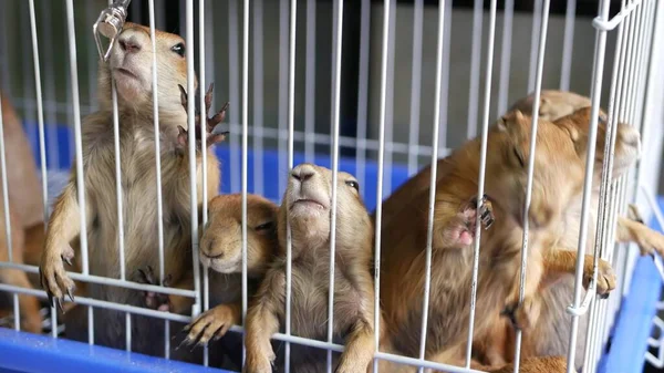 Sufrimiento Infeliz Lindo Cachorro Pradera Perro Jaula Mercado Mascotas Venta —  Fotos de Stock