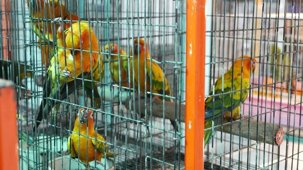 Parrot chicks in cages on pet market. From above birds being kept in small cage on Chatuchak Market in Bangkok, Thailand.