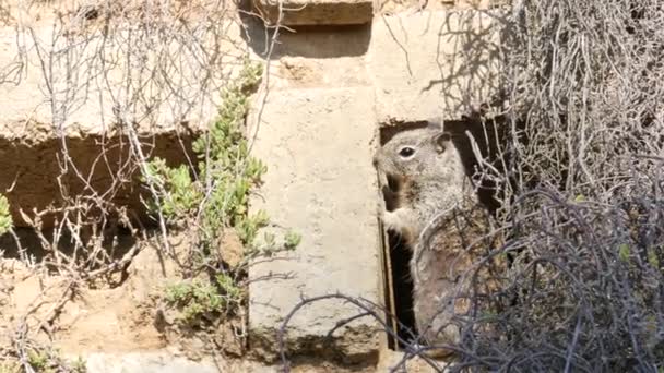 Scoiattolo di terra beechey, comune in California, costa del Pacifico, Stati Uniti. Comportamento divertente di carino grigio roditore selvatico. Piccolo animale divertente in habitat naturale. Piuttosto poco endemico in cerca di cibo in America — Video Stock