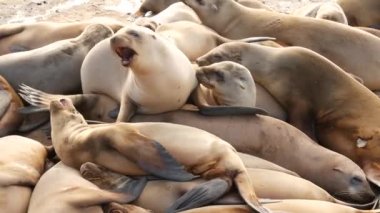 La Jolla 'da kayadaki deniz aslanları. Vahşi kulaklı foklar Pasifik Okyanusu 'nun yakınında taşların üzerinde dinleniyorlar. Uyuyan komik tembel vahşi hayvan. Doğal habitatta korunan deniz memelisi, San Diego, California, ABD