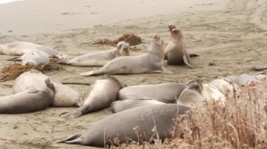 San Simeon, California, ABD 'deki kumlu Pasifik Okyanusu sahilinde komik tembel fil fokları. Garip şişman aynalar kükreyen alışılmadık hortumları olan kulaksız deniz aslanları. Alfa erkek oyuncu üreme davranışı