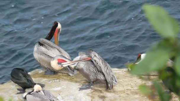 Pelicanos castanhos com bolsa de garganta e corvos-marinhos de crista dupla após a pesca, pedra em La Jolla Cove. Aves marinhas com bico grande em penhasco sobre oceano pacífico em habitat natural, San Diego, Califórnia EUA — Vídeo de Stock