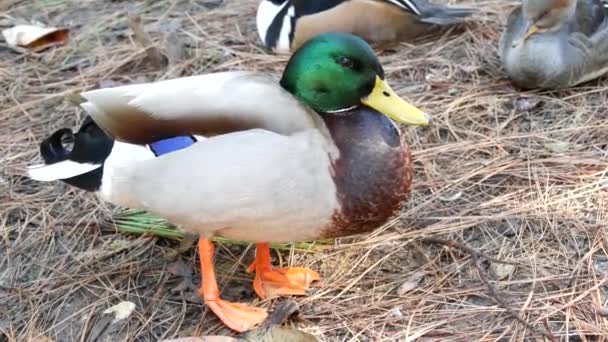 Colorido ánade real que se mete en su hábitat natural. Pájaro multicolor de flujo de agua en la naturaleza salvaje, plumaje verde iridiscente y cabeza esmeralda. Aves acuáticas de color mixto en el desierto — Vídeos de Stock