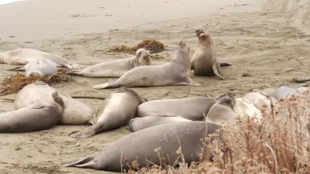 San Simeon, California, ABD 'deki kumlu Pasifik Okyanusu sahilinde komik tembel fil fokları. Garip şişman aynalar kükreyen alışılmadık hortumları olan kulaksız deniz aslanları. Alfa erkek oyuncu üreme davranışı — Stok video