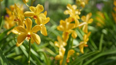 Bulanık makrolar, bahar bahçesinde renkli tropikal orkide çiçekleri, güneşli yemyeşil yaprakların arasında narin yapraklar. Kopya alanı olan soyut doğal egzotik arkaplan. Çiçek açar ve iz bırakır..