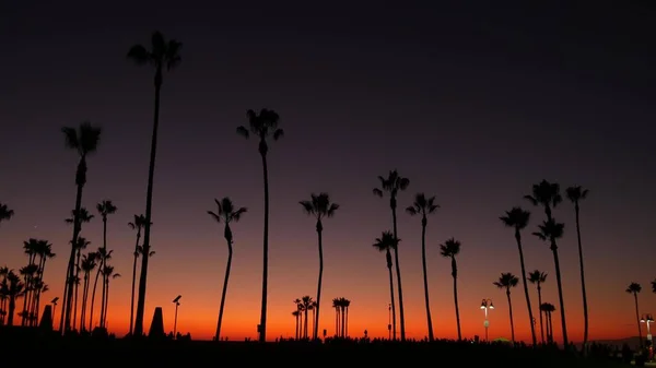 Kalifornien Sommar Skymning Skymning Estetiska Lila Dramatisk Solnedgång Palm Tree — Stockfoto