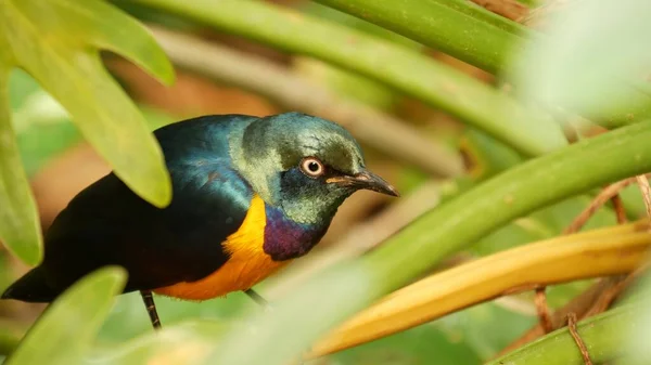 Golden Breasted Royal Starling Tropical Rainforest Exotic African Wild Bird — Stock Photo, Image