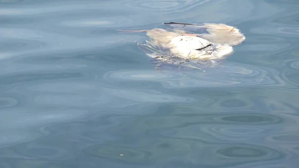 Cadavere Uccello Nell Acqua Dell Oceano Uccello Marino Morto Come — Foto Stock