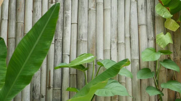 Arka Planda Muz Yaprakları Var Sefil Ahşap Bambu Duvarlı Tropik — Stok fotoğraf