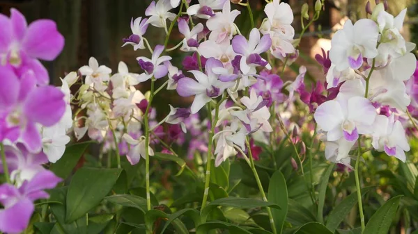 Krásné Fialové Fialové Fialové Orchideje Rostoucí Rozmazaném Pozadí Zeleného Parku — Stock fotografie