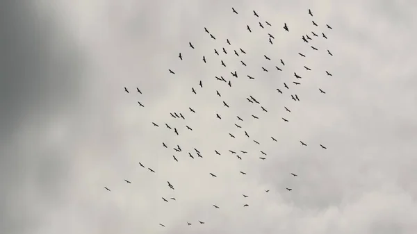 Flock Storks Flying Gray Cloudy Sky Silhouettes Soaring Birds Symbol — Stock Photo, Image