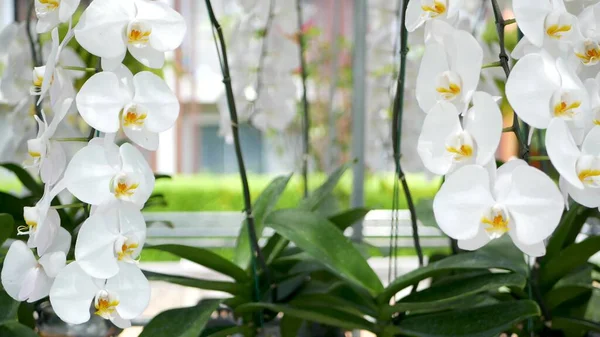 Нежные Белые Элегантные Цветы Орхидеи Желтыми Центрами Солнечном Свете Закрыть — стоковое фото