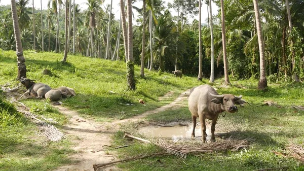 사이에는 가족이 타이의 야자나무 농장의 전형적 풍경인 초목에서 관리되는 소들이 — 스톡 사진