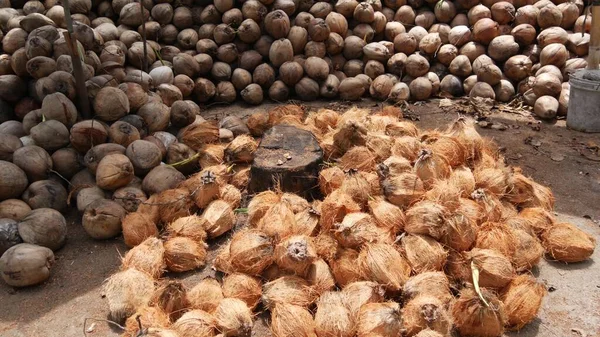 Granja Coco Con Gran Coco Listo Para Producción Grandes Pilas —  Fotos de Stock