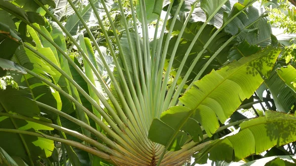 Vegetación Salvaje Vívida Bosque Tropical Profundo Brumoso Paisaje Selvático Interior — Foto de Stock