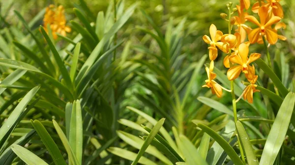 Suddig Makro Närbild Färgglada Tropiska Orkidé Blomma Vår Trädgård Mjuka — Stockfoto