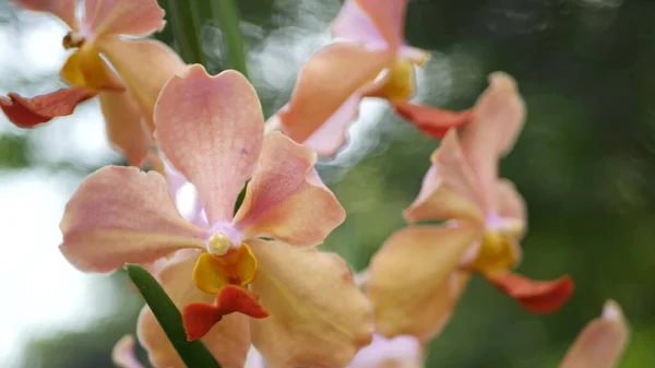 Macro Desfocado Perto Flor Orquídea Tropical Colorida Jardim Primavera Pétalas — Fotografia de Stock