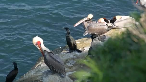 Hnědé pelikány s váčkem na krk a dvoukřídlými kormorány po rybaření, kámen v zátoce La Jolla. Mořský pták s velkým zobákem na útesu nad Pacifickým oceánem v přírodním prostředí, San Diego, Kalifornie USA — Stock video
