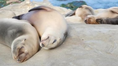 Sevimli yavru köpek, tatlı deniz aslanı yavrusu ve anne. Komik tembel foklar, okyanus kıyısı yaban hayatı, La Jolla, San Diego, California, ABD. Pasifik sahilinde garip, uykulu bir deniz hayvanı. Aile sevgisi ve bakımı