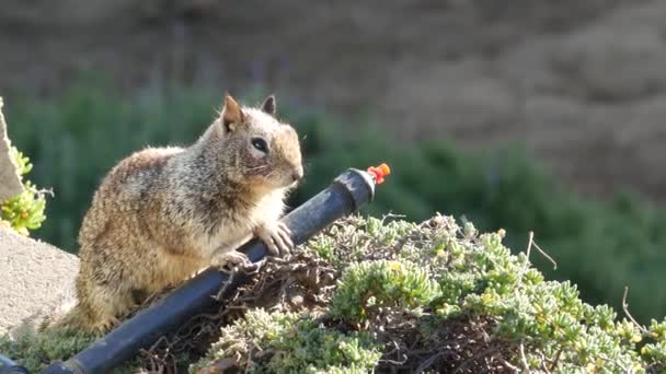 Eichhörnchen, häufig in Kalifornien, Pazifikküste, USA. Lustiges Verhalten von niedlichen grauen wilden Nagetieren. Kleines amüsantes Tier im natürlichen Lebensraum. Ziemlich wenig endemische Nahrungssuche in Amerika — Stockvideo