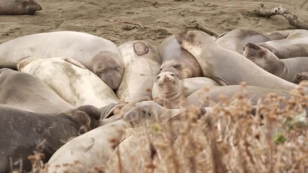 Grappige luie zeeolifanten op een zandstrand in San Simeon, Californië, Verenigde Staten. Vreemde dikke mirounga oorloze zeeleeuwen met ongewone proboscis brullende. Alpha mannelijk speels voortplantingsgedrag — Stockvideo