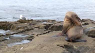 La Jolla 'da kayadaki deniz aslanı. Vahşi kulaklı fok, Pasifik Okyanusu 'nun yanında, taşın üzerinde duruyor. Sahilde tembellik eden komik bir vahşi hayvan. Doğal habitatta korunan deniz memelisi, San Diego, Kaliforniya ABD