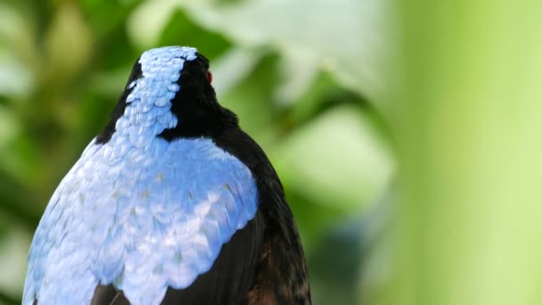 Fairy bluebird in tropical rainforest. Exotique extraordinaire oiseau sauvage asiatique dans un feuillage vert luxuriant. Plumage bleu coloré d'Irène. Plumes azur vives et vibrantes. Canopée d'arbres dans la jungle forêt paradisiaque — Video
