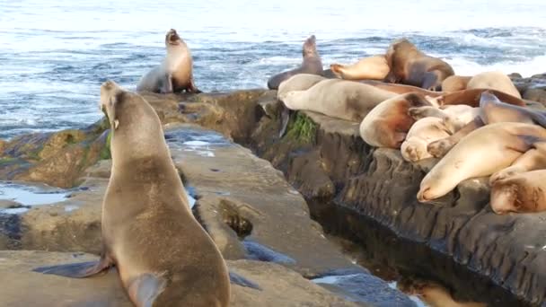 Sjölejon på klippan i La Jolla. Vilda sälar som vilar nära Stilla havet på stenar. Roliga lata vilda djur sover. Skyddade marina däggdjur i naturliga miljöer, San Diego, Kalifornien, USA — Stockvideo