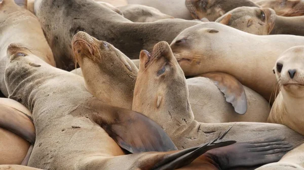 Sjölejon Klippan Jolla Lekfulla Vild Örat Sälar Kryper Nära Stilla — Stockfoto