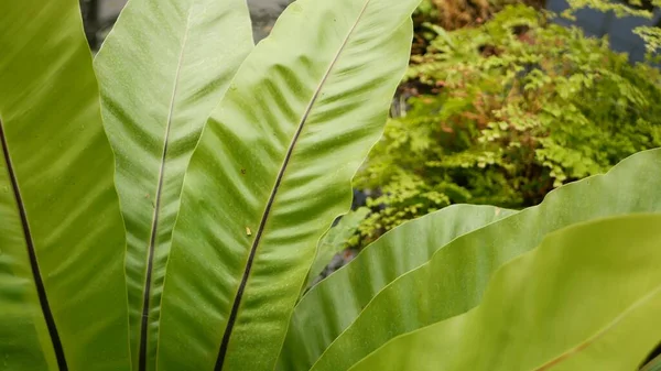 Gröna Växter Tropisk Damm Olika Gröna Exotiska Växter Växer Lugn — Stockfoto