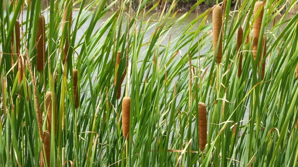 Thickets Reeds Background Lake Pond Water Thick Brown Reed Leaves — Stock Photo, Image