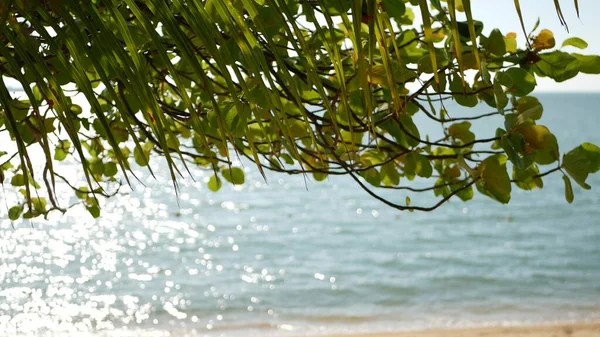 Tropischer Sandstrand Der Paradiesischen Insel Grünes Palmblatt Mit Blick Auf — Stockfoto