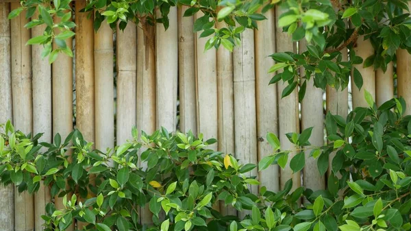 Valla Bambú Rodeada Exuberante Vegetación Valla Bambú Duradera Arbustos Verdes —  Fotos de Stock