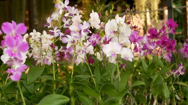 Lindas Orquídeas Lilás Roxas Magenta Crescendo Fundo Borrado Parque Verde — Fotografia de Stock