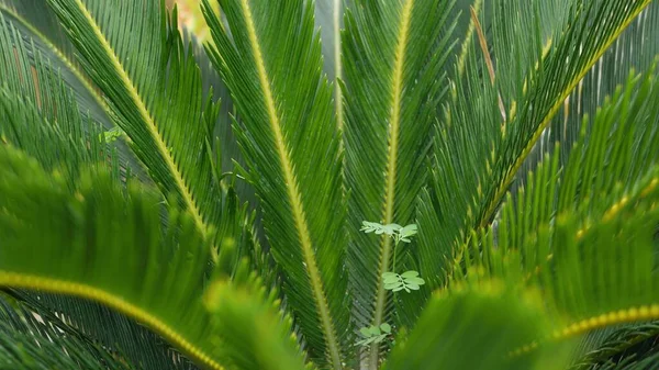 Strahlend Saftiges Exotisches Tropisches Grün Dschungel Selektive Fokussierung Natürlichen Organischen — Stockfoto