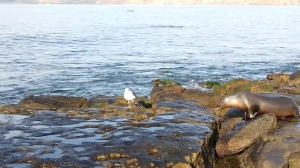 La Jolla 'da kayadaki deniz aslanı. Vahşi kulaklı fok, Pasifik Okyanusu 'nun yanında, taşın üzerinde duruyor. Sahilde tembellik eden komik bir vahşi hayvan. Doğal habitatta korunan deniz memelisi, San Diego, Kaliforniya ABD — Stok video