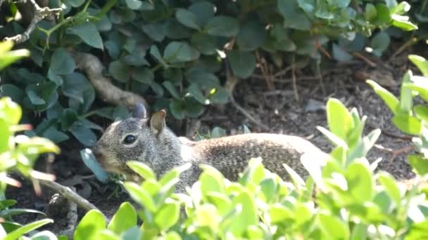 Bükkös darált mókus, gyakori Kaliforniában, csendes-óceáni partvidéken, USA-ban. Vicces viselkedése aranyos szürke vad rágcsáló. Kis szórakoztató állat természetes élőhelyen. Elég kevés endemikus keres élelmiszer Amerikában — Stock videók