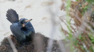 Kaya üzerinde çift tepeli karabatak tüyleri sergiliyor. Pasifik Okyanusu yakınlarındaki uçurumlarda deniz kuşları üreme davranışı. Su kuşları çiftleşme ritüeli dansı. La Jolla Koyu, San Diego, Kaliforniya ABD