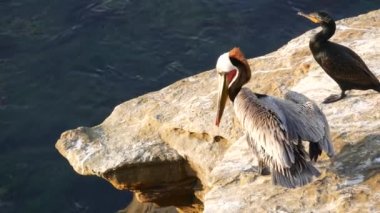 Boğaz kesesi ve büyük gagalı kahverengi pelikan. Balıkçılıktan sonra çift tepeli karabatak, La Jolla Koyu 'nda kaya. Pasifik Okyanusu üzerindeki uçurumdaki deniz kuşu doğal yaşam alanı, San Diego, Kaliforniya ABD