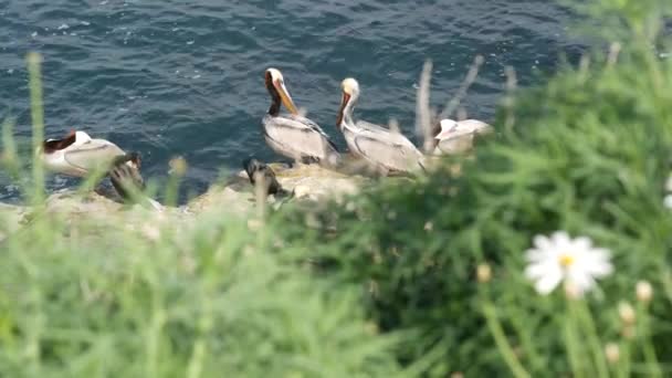 Brązowe pelikany z woreczkiem na gardło i kormorany po łowieniu, skała w La Jolla Cove. Morski ptak z dużym dziobem na klifie nad Pacyfikiem w naturalnym środowisku, San Diego, Kalifornia USA — Wideo stockowe