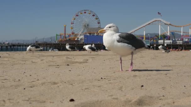 Güneşli kumlu Kaliforniya sahilinde martılar, Santa Monica Pasifik Okyanusu 'ndaki rıhtımdaki eğlence parkında klasik dönme dolap. Yazın ikonik manzara, Los Angeles 'ın sembolü, CA USA. Seyahat kavramı — Stok video