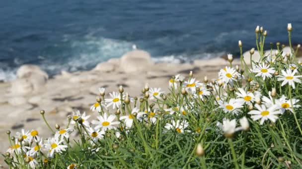 Enkla vita oxögon prästkragar i grönt gräs över Stilla havet stänk vågor. Vildblommor på den branta klippan. Anbud margueriter i blom nära vattnet kanten i La Jolla Cove San Diego, Kalifornien USA — Stockvideo